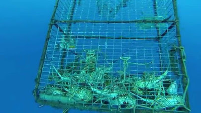 Yammine El Parque Nacional Archipiélago de Los Roques y sus problemas ambientales 2 Yammine Los Roques y sus problemas ambientales 2